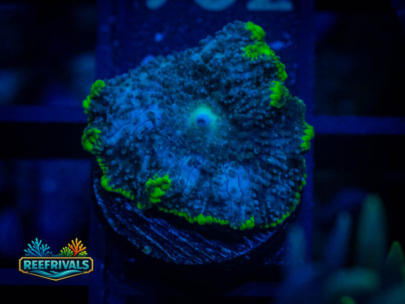RVL Toxic Rim Mushroom WYSIWYG coral image | ReefRivals RVL Toxic Rim Mushroom coral image from ReefRivals, listed as Discosoma sp. and Mushrooms