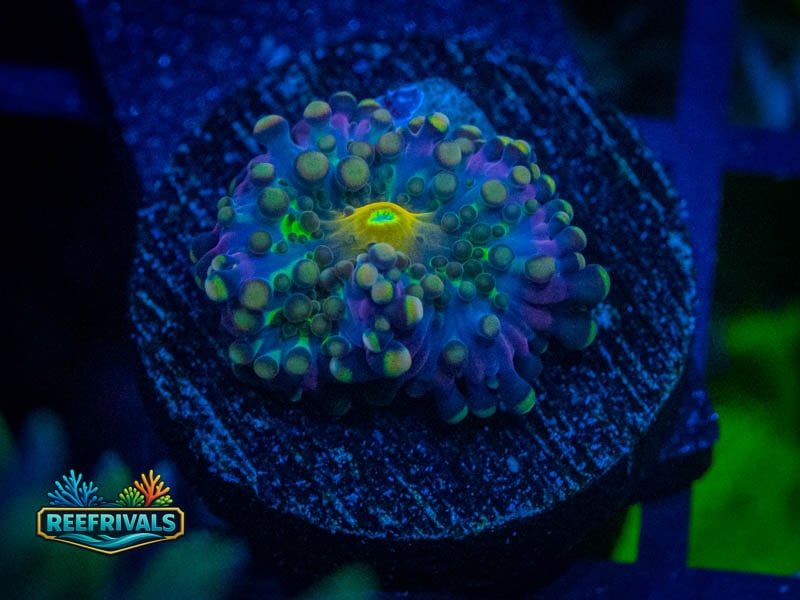 TSA Rainbow Yuma Mushroom WYSIWYG coral image | ReefRivals TSA Rainbow Yuma Mushroom coral image from ReefRivals, listed as Ricordea yuma and Mushrooms