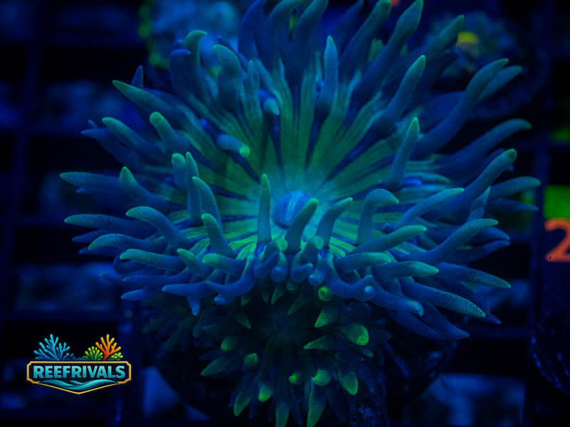 RVL Splunkin' Duncan (5 Heads) WYSIWYG coral image | ReefRivals RVL Splunkin' Duncan (5 Heads) coral image from ReefRivals, listed as Duncanopsammia axifuga and Duncans