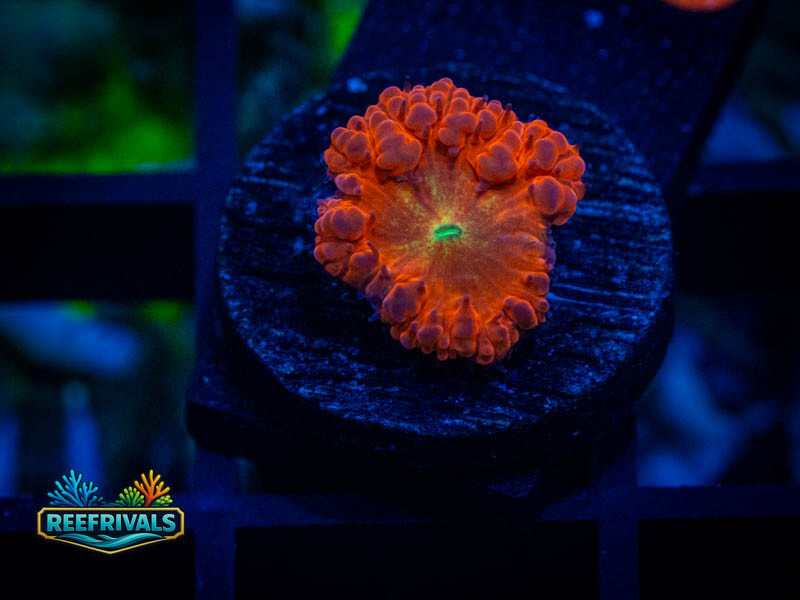WWC VDM Blasto coral image from ReefRivals, listed as Blastomussa sp. and LPS Fleshy