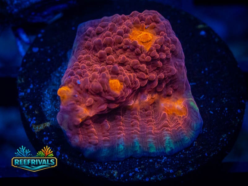 WWC Aussie Golden Eye Chalice coral image from ReefRivals, listed as Echinophyllia sp. and Chalices