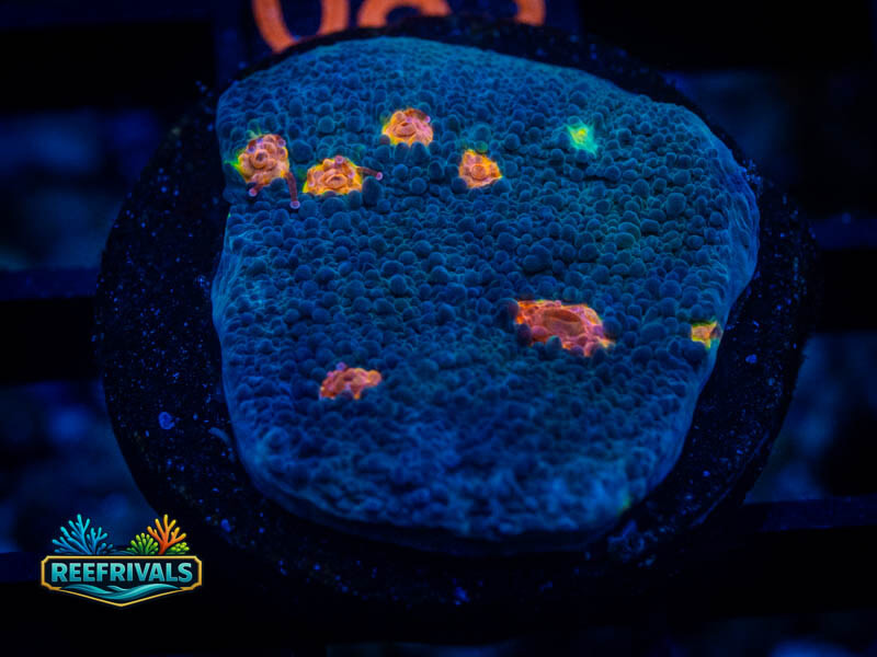 WA Maiami Hurricane Chalice WYSIWYG coral image | ReefRivals WA Maiami Hurricane Chalice coral image from ReefRivals, listed as Echinophyllia sp. and Chalices