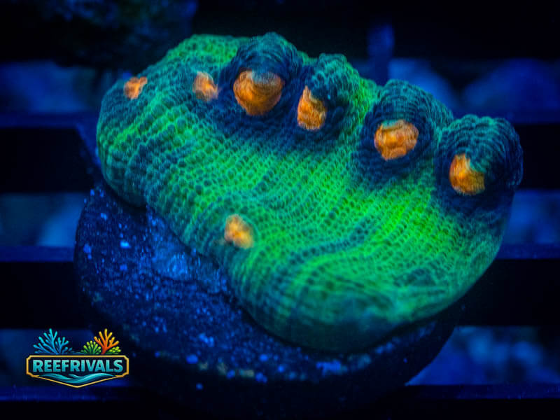 JF Raja Rampage Chalice coral image from ReefRivals, listed as Echinophyllia sp. and Chalices