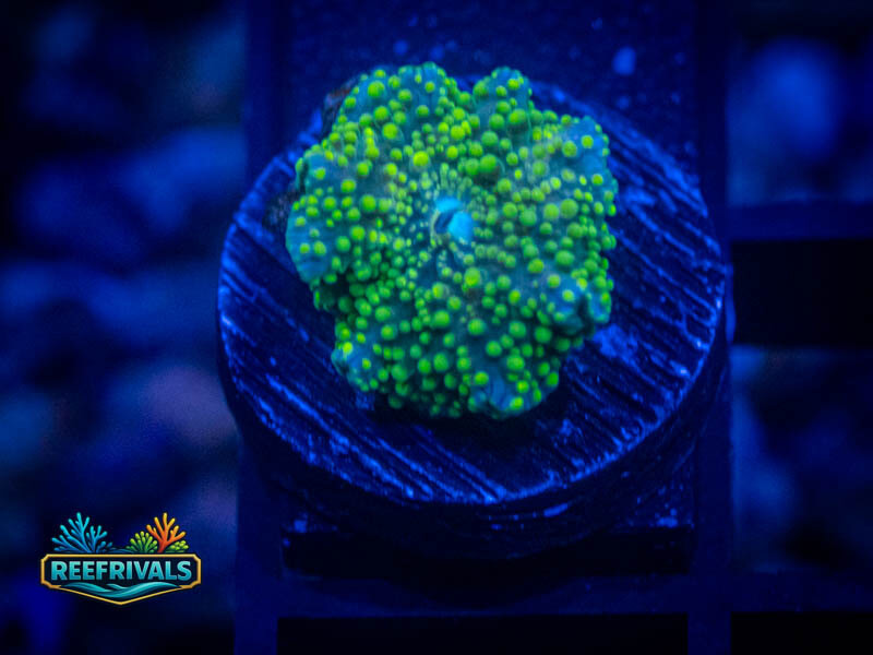TSA Key Lime Yuma Mushroom WYSIWYG coral image | ReefRivals TSA Key Lime Yuma Mushroom coral image from ReefRivals, listed as Discosoma spp. and Mushrooms