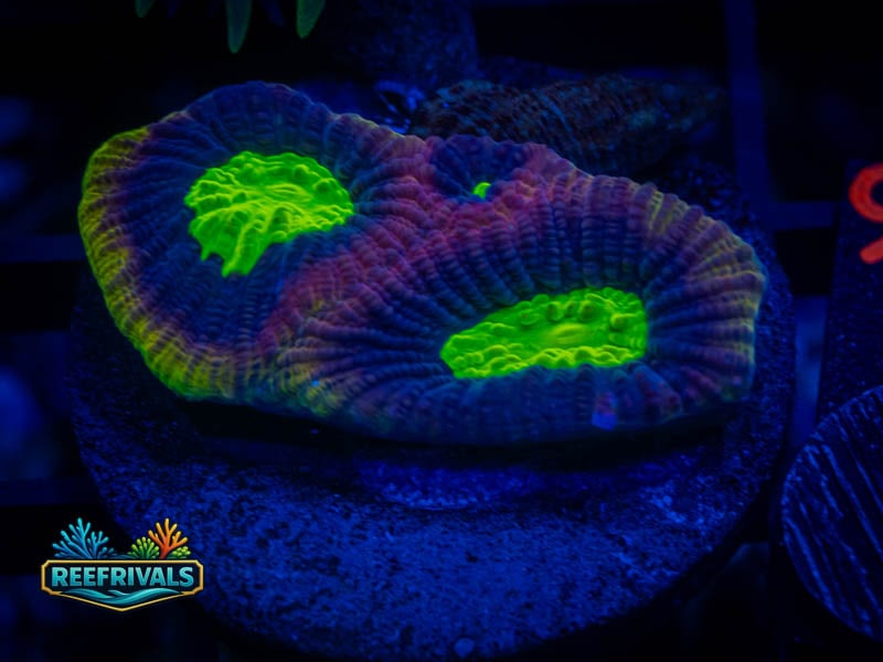 TSA Dragon Soul Favia WYSIWYG coral image | ReefRivals TSA Dragon Soul Favia coral image from ReefRivals, listed as Favia sp. and Favias