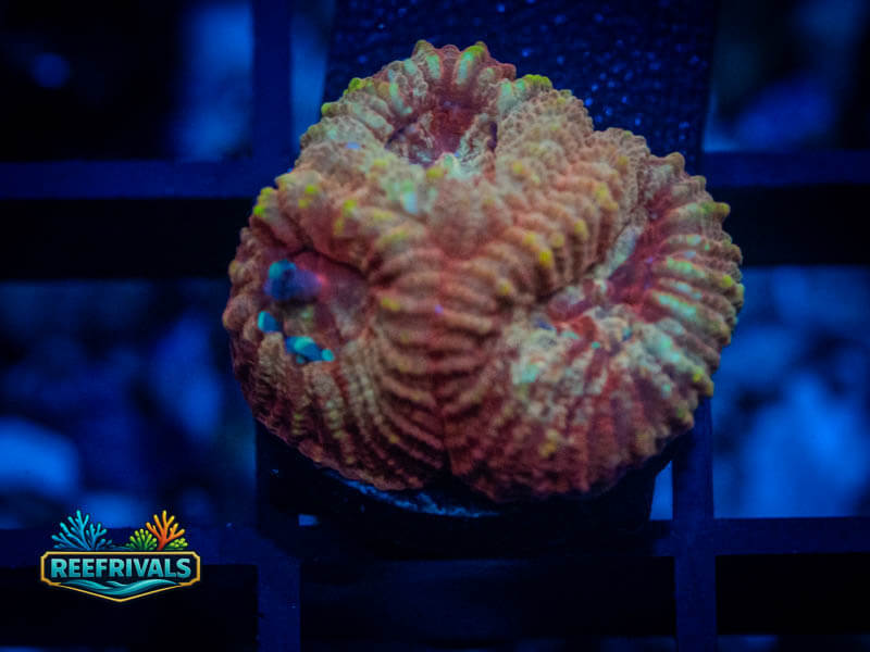 RVL Strawberries N' Cream Favia WYSIWYG coral image | ReefRivals RVL Strawberries N' Cream Favia coral image from ReefRivals, listed as Favia sp. and Favias