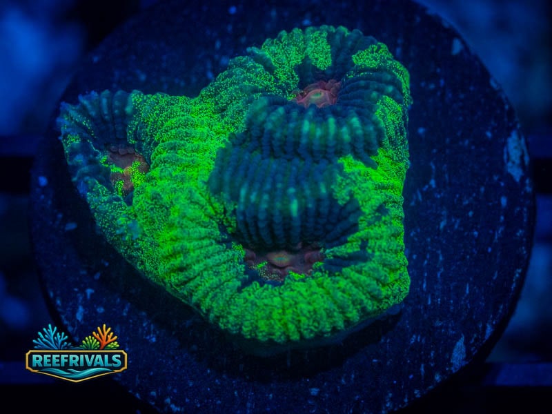 TSA Antivenom Favia coral image from ReefRivals, listed as Favia sp. and Favias
