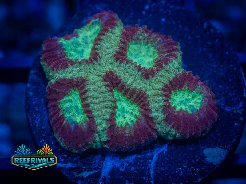 RC Superhero Favia coral image from ReefRivals, listed as Favia sp. and Favias