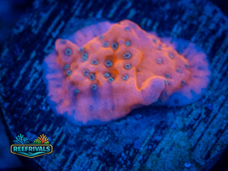 WWC Fire Mage Monti WYSIWYG coral image | ReefRivals WWC Fire Mage Monti coral image from ReefRivals, listed as Montipora sp. and Montis