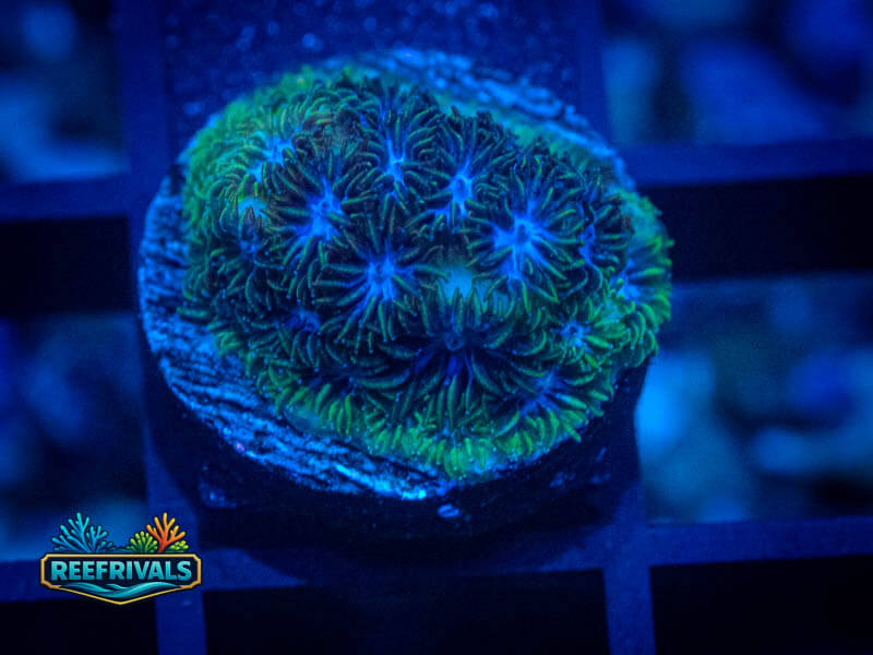 QCC Mr. Freeze Lepto WYSIWYG coral image | ReefRivals QCC Mr. Freeze Lepto coral image from ReefRivals, listed as Leptoseris sp. and Encrusting