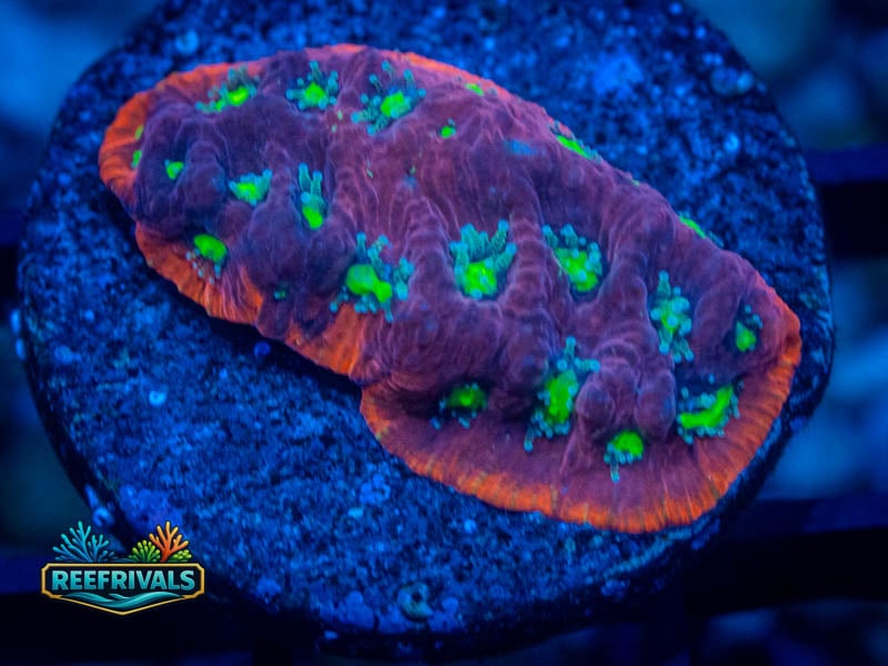 ARC Reef Chief Rain of War WYSIWYG coral image | ReefRivals ARC Reef Chief Rain of War coral image from ReefRivals, listed as Favites sp. and Favias