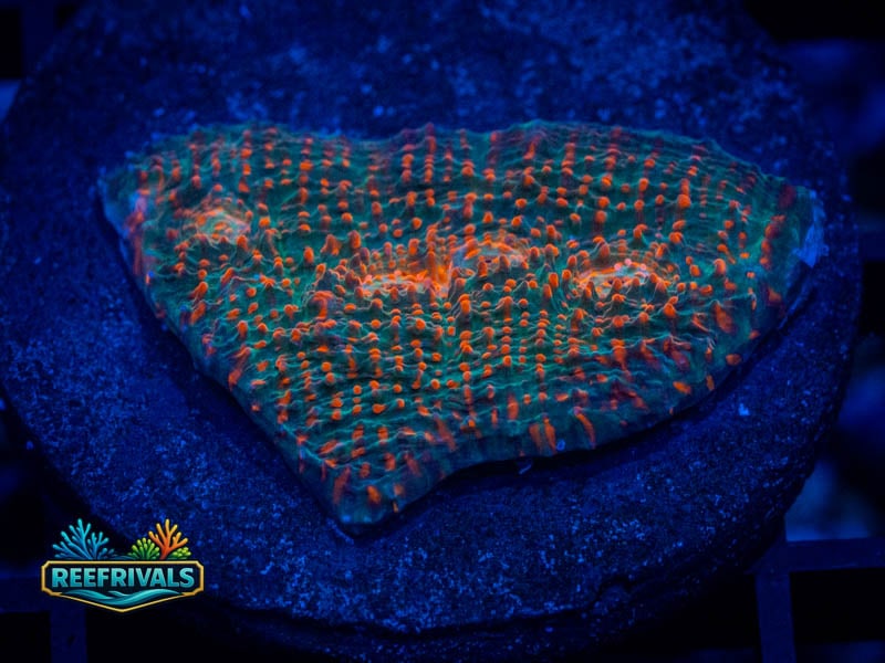 TG Cherry Garcia Chalice coral image from ReefRivals, listed as Echinophyllia sp. and Chalices