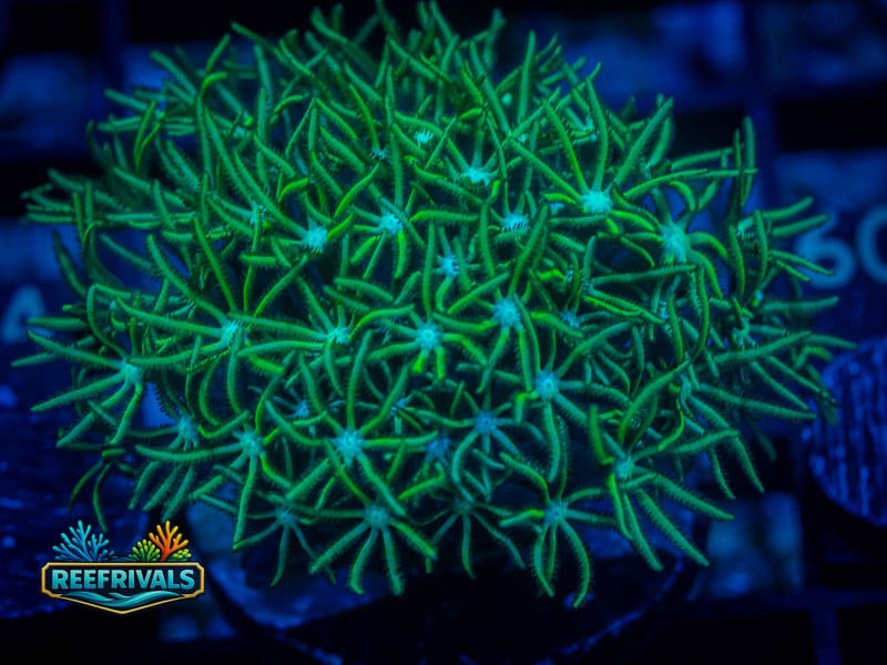 TSA Green Aussie Pipe Organ WYSIWYG coral image | ReefRivals TSA Green Aussie Pipe Organ coral image from ReefRivals, listed as Tubipora musica and Soft Coral