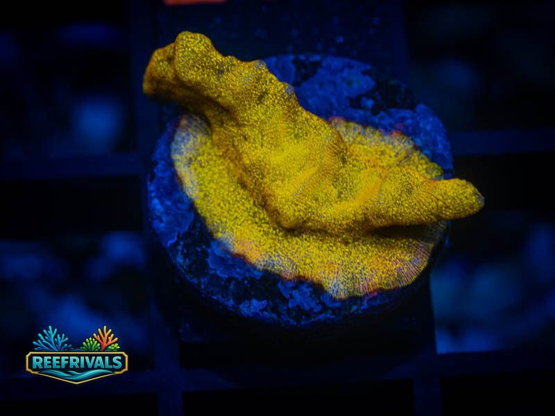 RVL 24K Lepto coral image from ReefRivals, listed as Leptoseris sp. and Encrusting