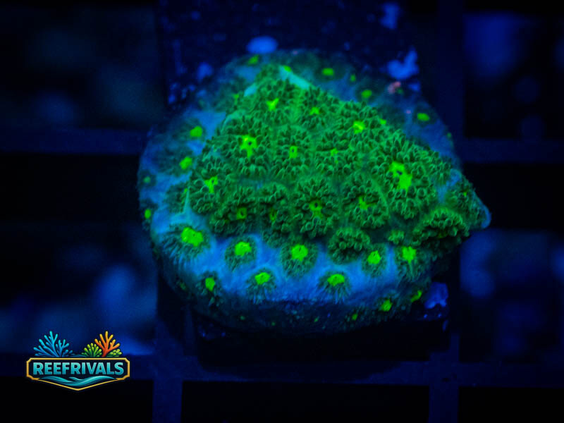CE She Hulk Leptastrea WYSIWYG coral image | ReefRivals CE She Hulk Leptastrea coral image from ReefRivals, listed as Leptastrea sp. and SPS Branching