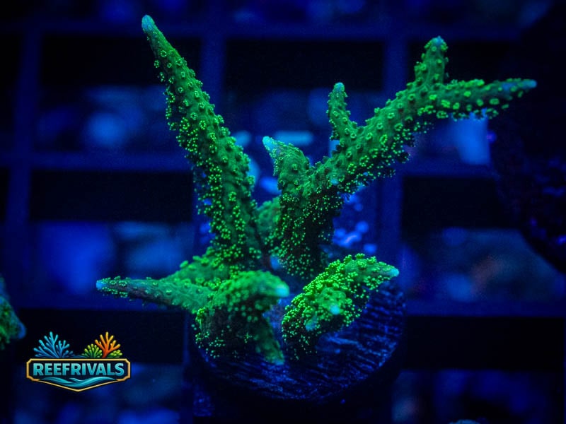 RVL Neon Green Birdsnest WYSIWYG coral image | ReefRivals RVL Neon Green Birdsnest coral image from ReefRivals, listed as Seriatopora sp. and SPS Branching
