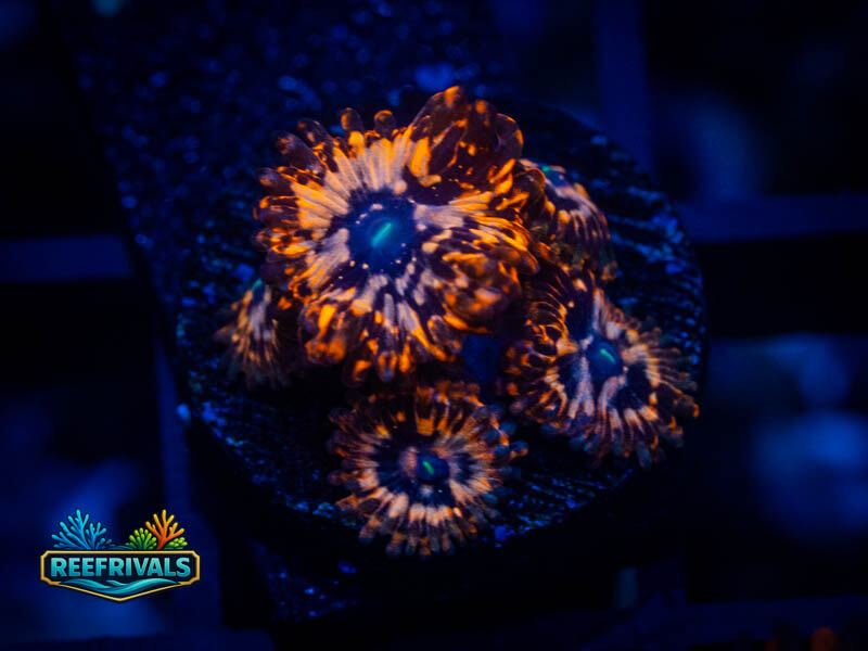 OG Utter Chaos Zoa (5 Polyps) WYSIWYG coral image | ReefRivals OG Utter Chaos Zoa (5 Polyps) coral image from ReefRivals, listed as Zoanthus sp. and Zoas
