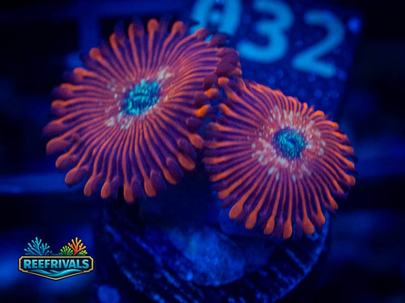 TG Magician Zoa coral image from ReefRivals, listed as Zoanthus sp. and Zoas