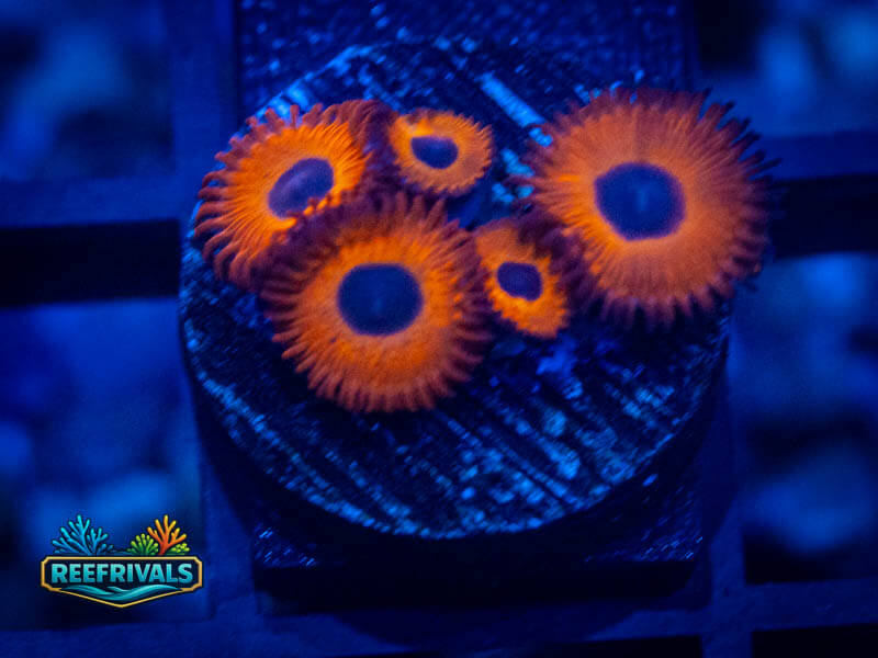 WWC Red Bull Zoa coral image from ReefRivals, listed as Zoanthus sp. and Zoas