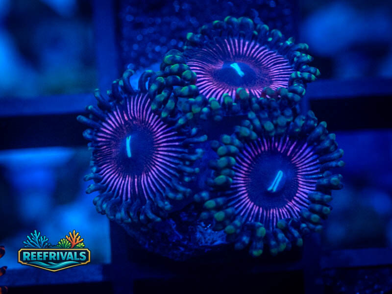 WWC Black Orchid Zoa coral image from ReefRivals, listed as Zoanthus sp. and Zoas