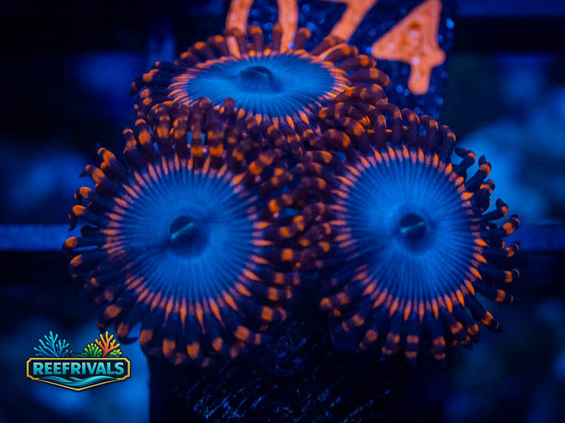 Zoanthids Spiderman Zoa coral image from ReefRivals, listed as Zoanthus sp. and Zoas