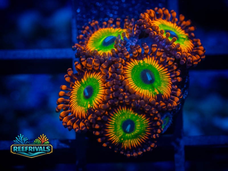 OG Bowser Zoa coral image from ReefRivals, listed as Zoanthus sp. and Zoas