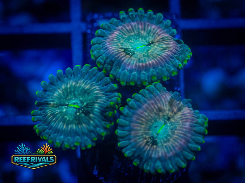 ECC Hawaiian Ding Dang Zoa coral image from ReefRivals, listed as Zoanthus sp. and Zoas