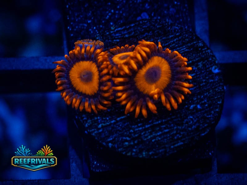 ECC Orange Orange Oxide Zoa WYSIWYG coral image | ReefRivals ECC Orange Orange Oxide Zoa coral image from ReefRivals, listed as Zoanthus sp. and Zoas