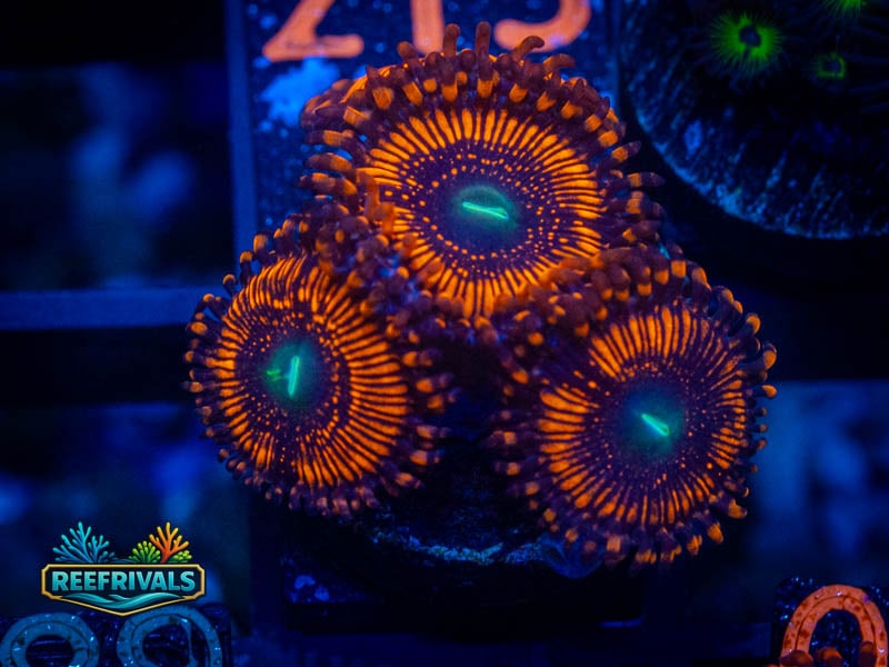WWC Barlog Zoa coral image from ReefRivals, listed as Zoanthus sp. and Zoas