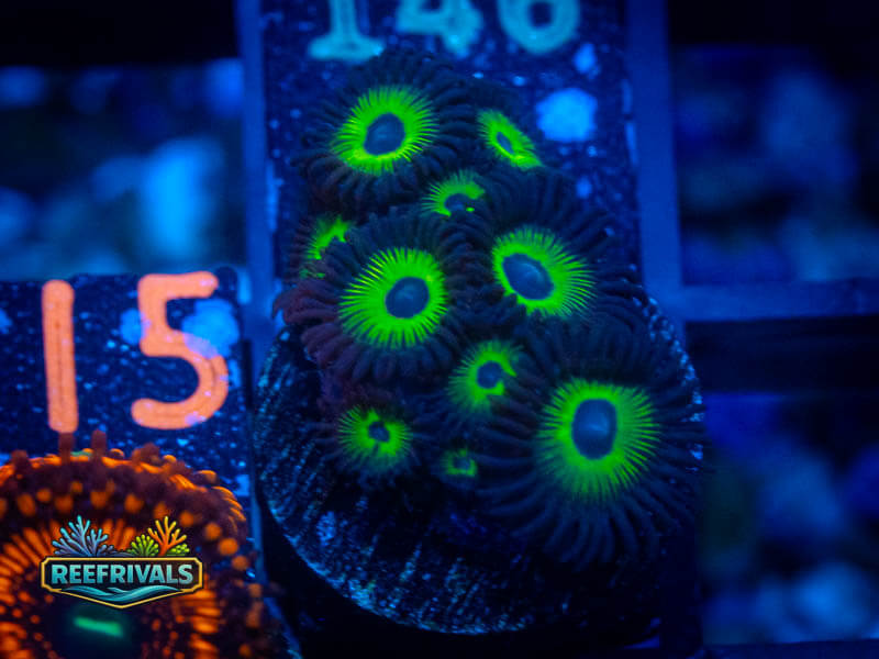 ARC Bob Marley Zoa coral image from ReefRivals, listed as Zoanthus sp. and Zoas