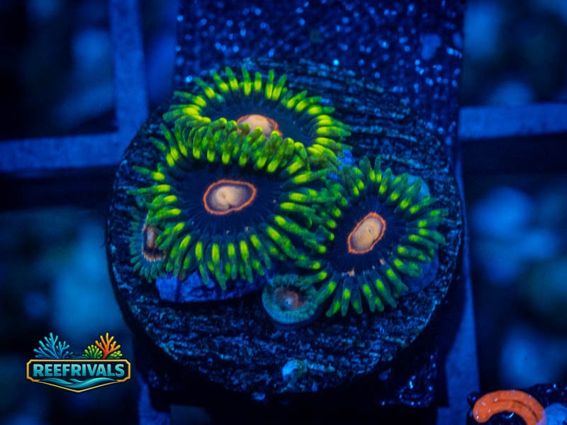 CB King Jawbreaker Zoa WYSIWYG coral image | ReefRivals CB King Jawbreaker Zoa coral image from ReefRivals, listed as Zoanthus sp. and Zoas