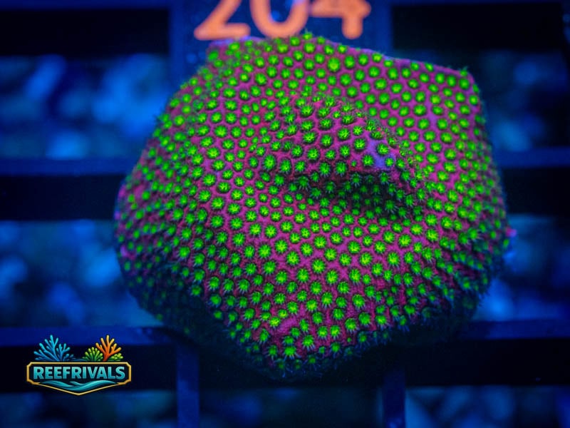 ECC Electric Daisy Stylo WYSIWYG coral image | ReefRivals ECC Electric Daisy Stylo coral image from ReefRivals, listed as Stylocoeniella spp. and Encrusting