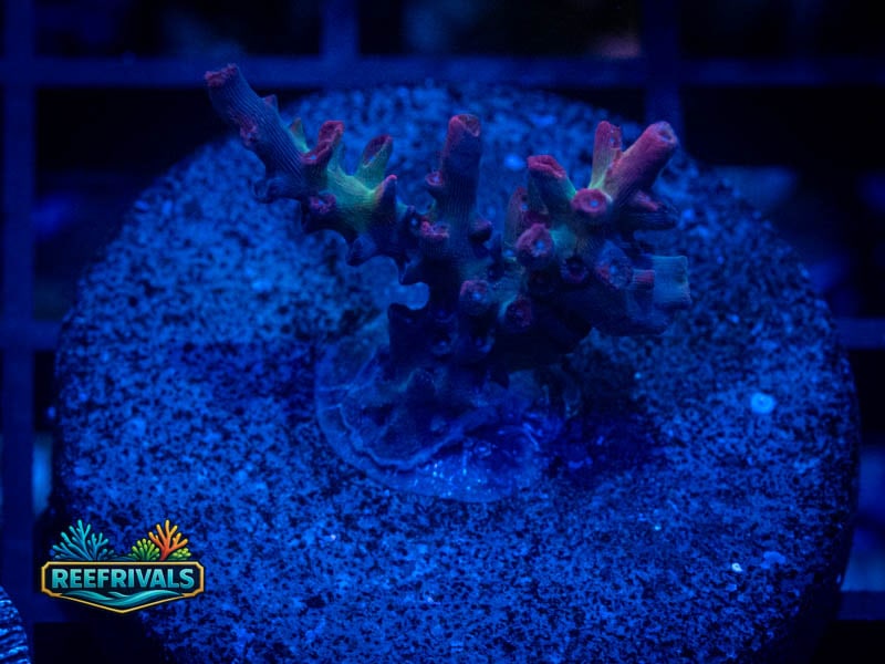 ARC Strawberry Shortcake Acro coral image from ReefRivals, listed as Acropora sp. and Acros