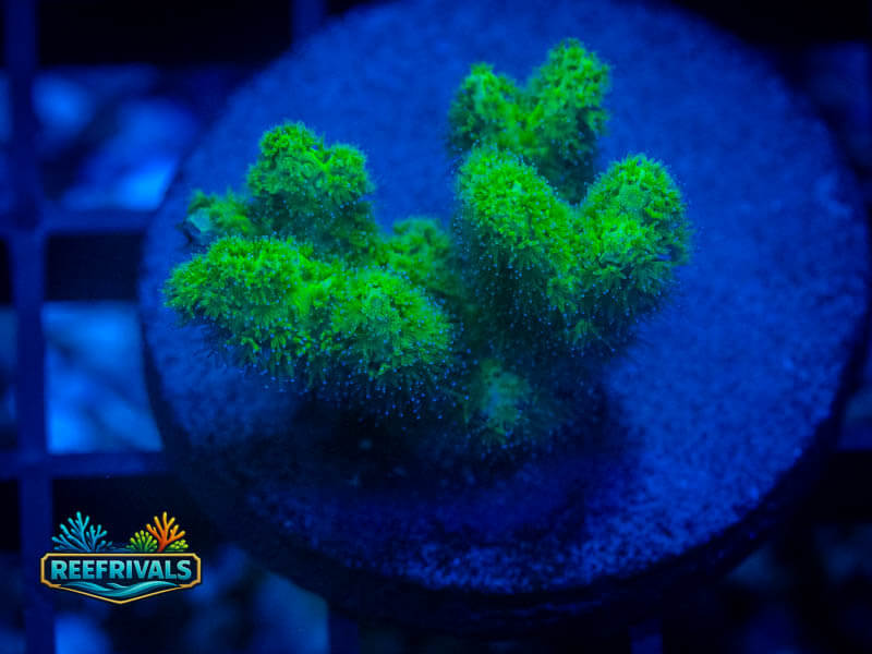 ORA Kelly Green Psammocora coral image from ReefRivals, listed as Psammocora sp. and SPS Branching