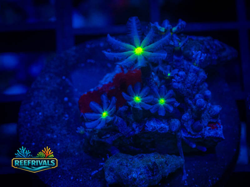 WWC Midnight Daisy Clove Polyps coral image from ReefRivals, listed as Clavularia sp. and Soft Coral
