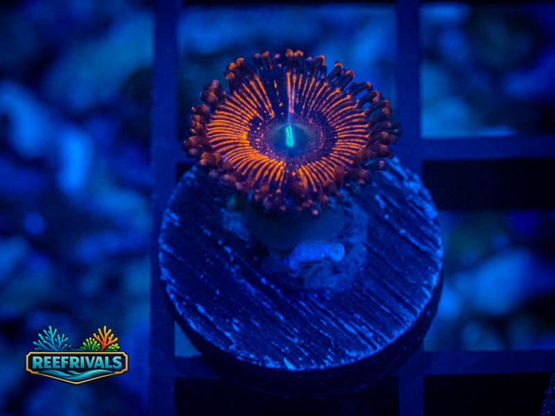 WWC Barlog Zoa coral image from ReefRivals, listed as Zoanthus sp. and Zoas
