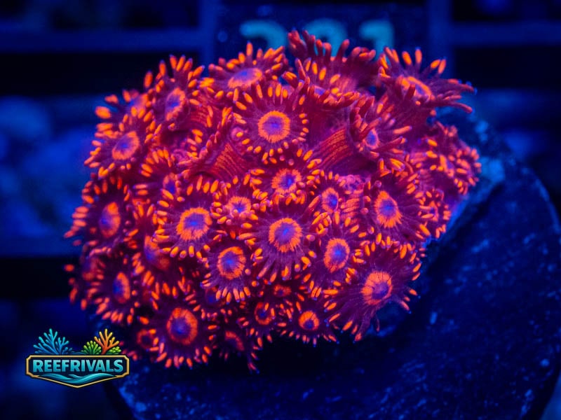 ECC Firetruck Goni coral image from ReefRivals, listed as Goniopora sp. and Soft Coral