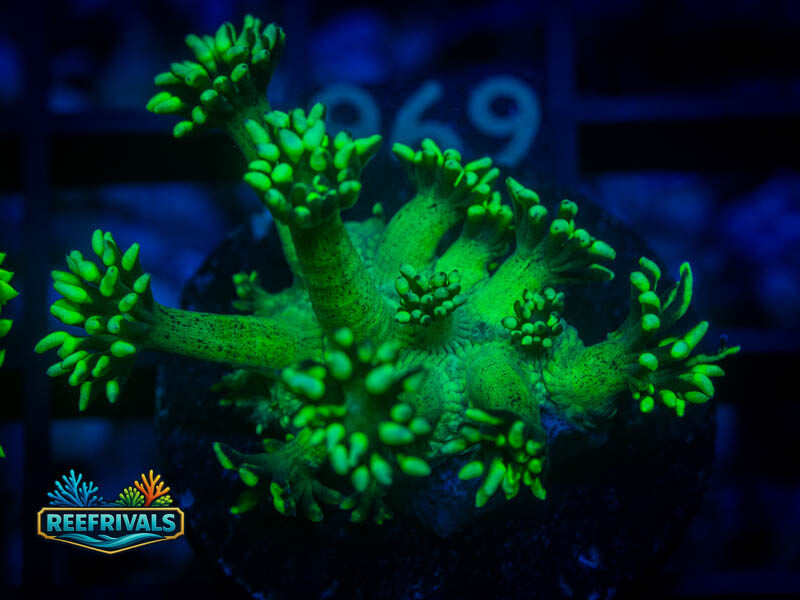 RVL Lemon Lime Goni coral image from ReefRivals, listed as Goniopora sp. and Gonis