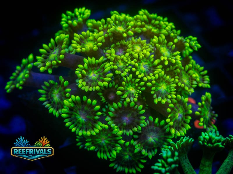 RS Super Sunflower Goni coral image from ReefRivals, listed as Goniopora sp. and Gonis
