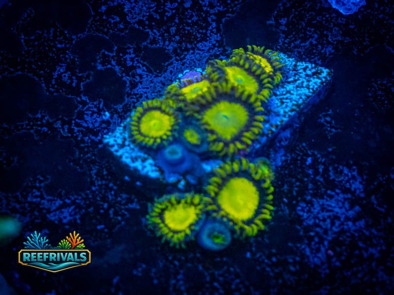 ECC King Midas Zoa coral image from ReefRivals, listed as Zoanthus sp. and Zoas