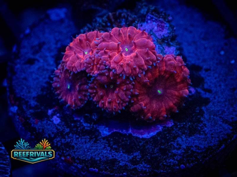 WWC VDM Blasto coral image from ReefRivals, listed as Blastomussa sp. and LPS Fleshy