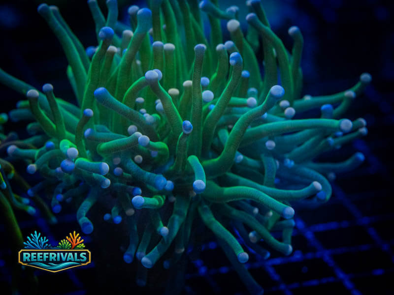 TG Cotton Candy Torch coral image from ReefRivals, listed as Euphyllia glabrescens and Torches