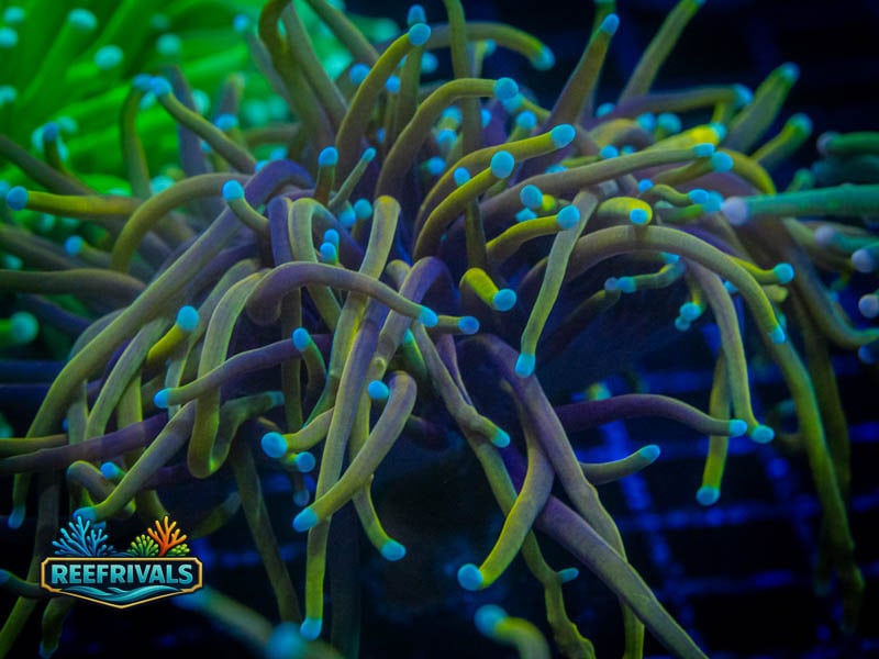 CC 21 Tails Torch coral image from ReefRivals, listed as Euphyllia glabrescens and Torches