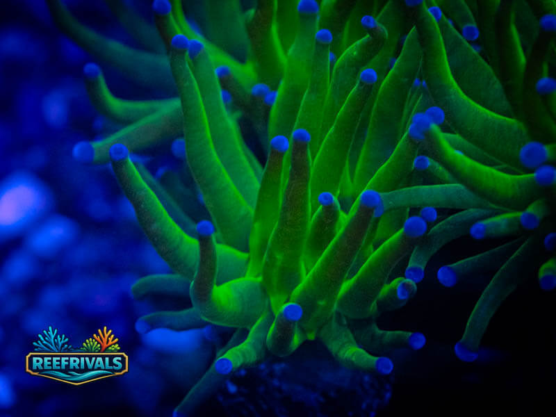 ECC Blue Tipped Holy Grail Torch coral image from ReefRivals, listed as Euphyllia glabrescens and Torches
