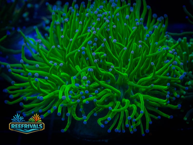 ECC Blue Tipped Holy Grail Torch (3 Heads( coral image from ReefRivals, listed as Euphyllia glabrescens and Torches