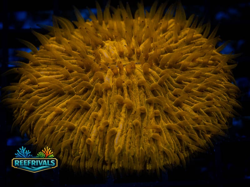 RVL Orange Dream Fungia WYSIWYG coral image | ReefRivals RVL Orange Dream Fungia coral image from ReefRivals, listed as Fungia sp. and LPS Fleshy
