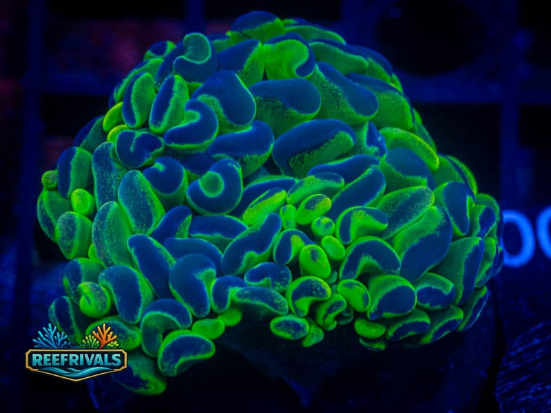 ARC Neon Bi-Color Hammer coral image from ReefRivals, listed as Fimbriaphyllia ancora and Soft Coral