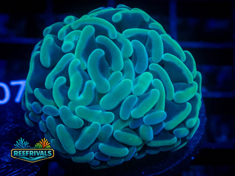 WWC Aquarama Hammer WYSIWYG coral image | ReefRivals WWC Aquarama Hammer coral image from ReefRivals, listed as Fimbriaphyllia ancora and Hammers