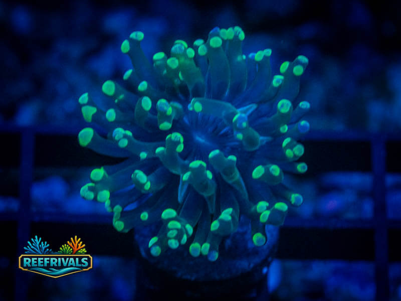 RVL Green Splatter Frammer coral image from ReefRivals, listed as Zoanthus sp. and Zoas