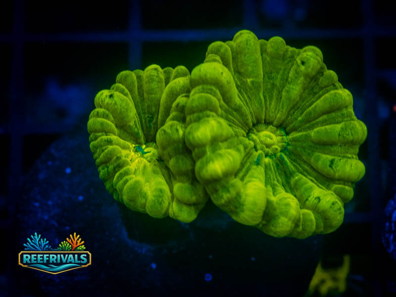 RVL Kryptonite Candy Cane WYSIWYG coral image | ReefRivals RVL Kryptonite Candy Cane coral image from ReefRivals, listed as Caulastrea sp. and LPS Branching